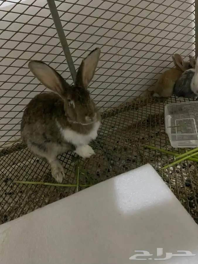 ارنب للبيع 2