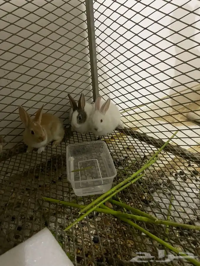 ارنب للبيع 0