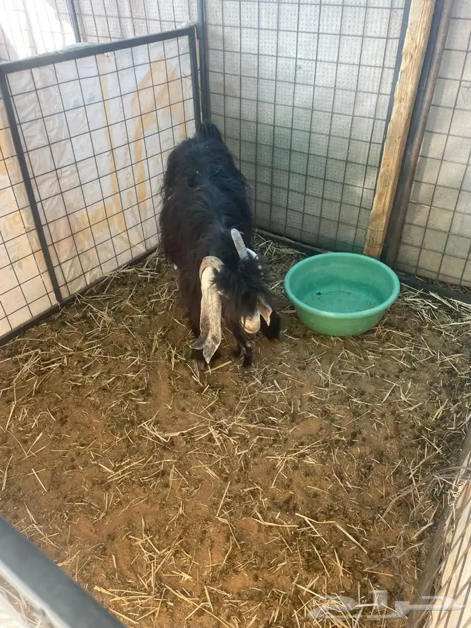 للبيع معزا موليد 2