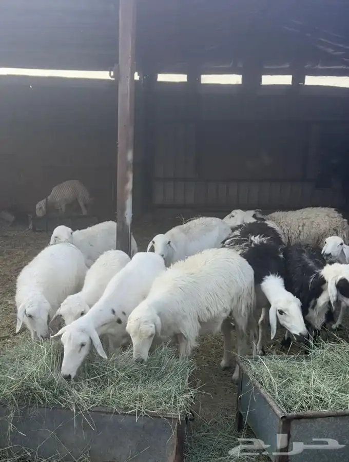 غنم للبيع العدد 20 معها 2 فحول ا 1
