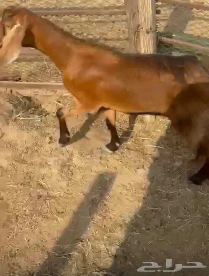 عنز محايليه شحم وجفره ثنيه دافع 7