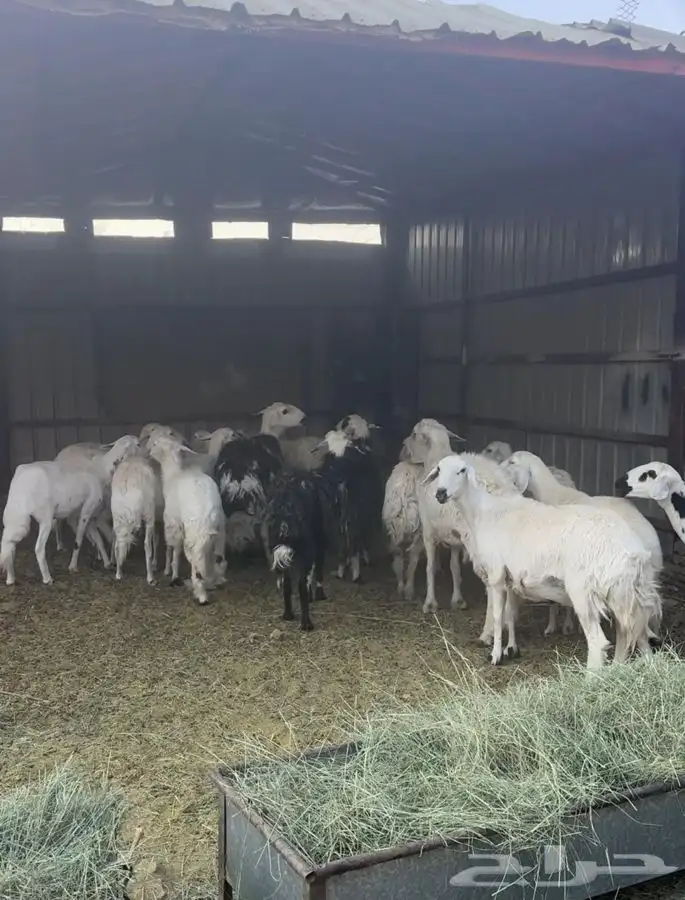 غنم للبيع العدد 20 معها 2 فحول ا 4