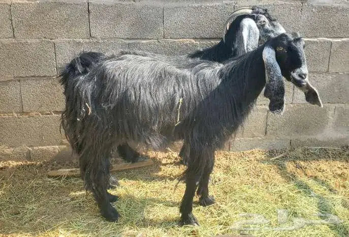 5 معزاء عوارض طيبات بالحيل 4