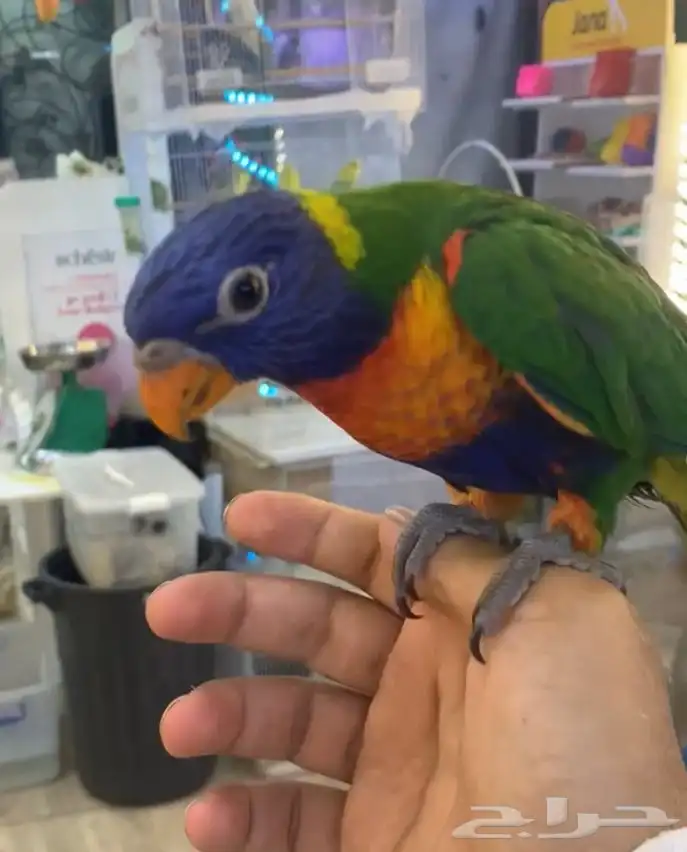 للبيع ببغاء لوري 1