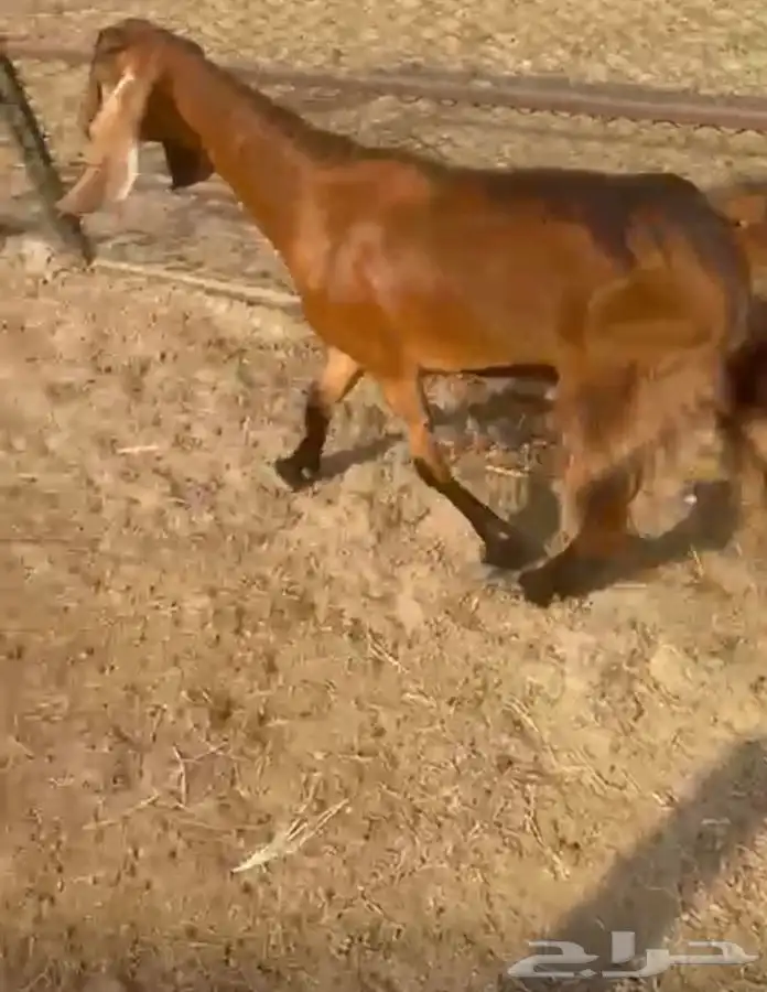 عنز محايليه شحم وجفره ثنيه دافع 9