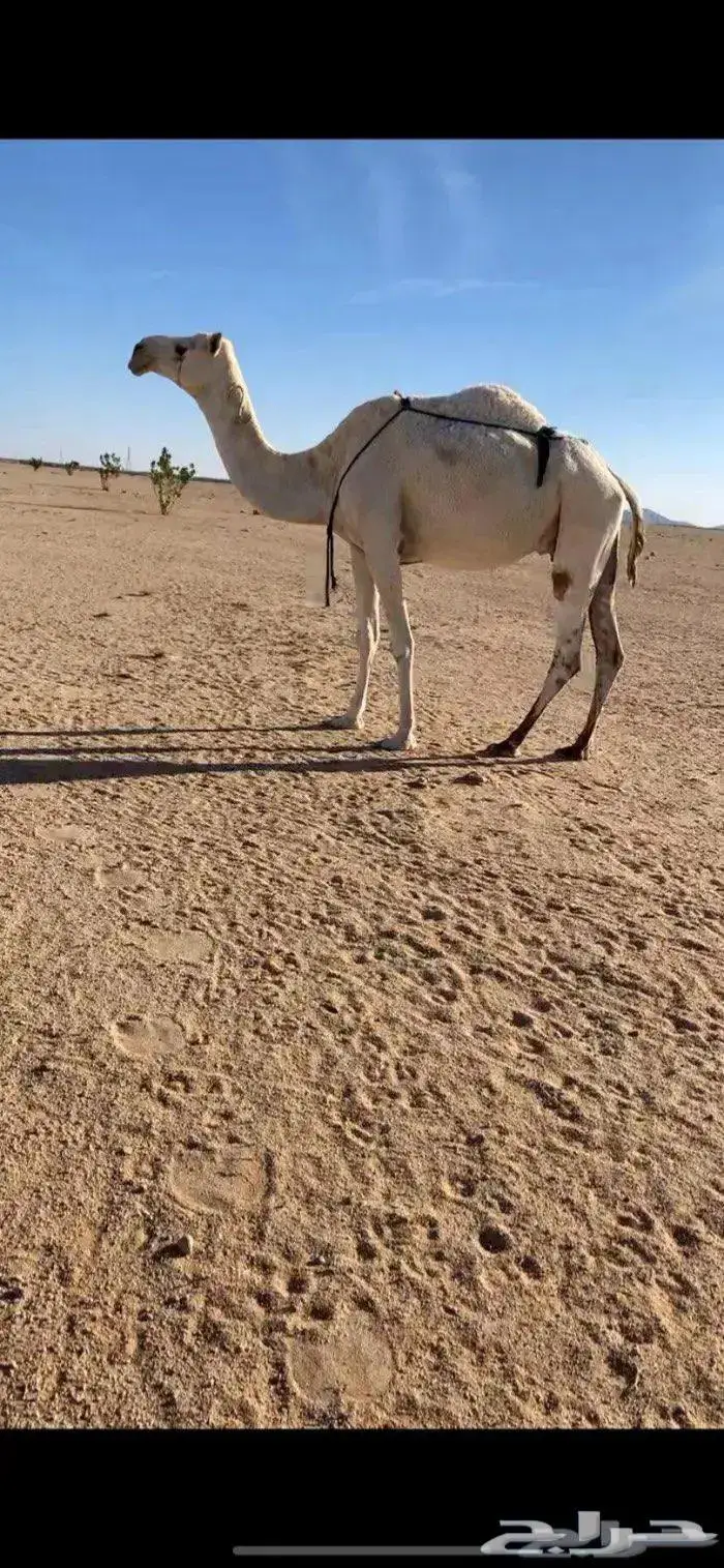 ضريبه وضحا للبيع. 0