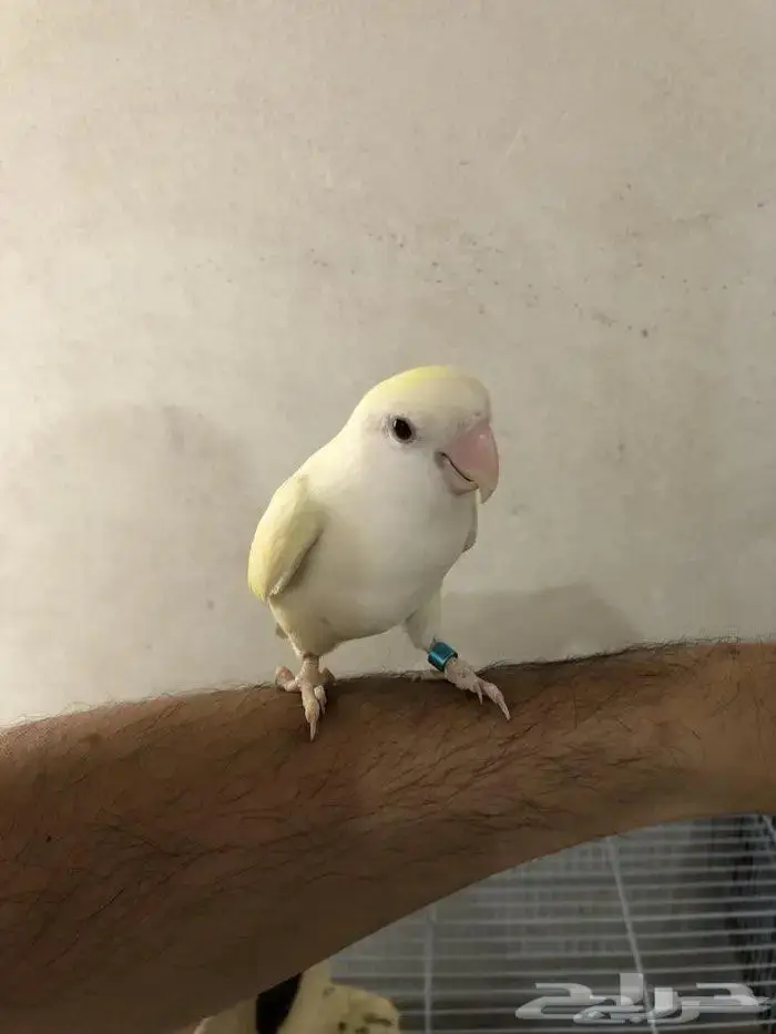 طيور روز زوج للبيع 1