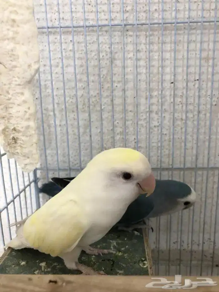 طيور روز زوج للبيع 2
