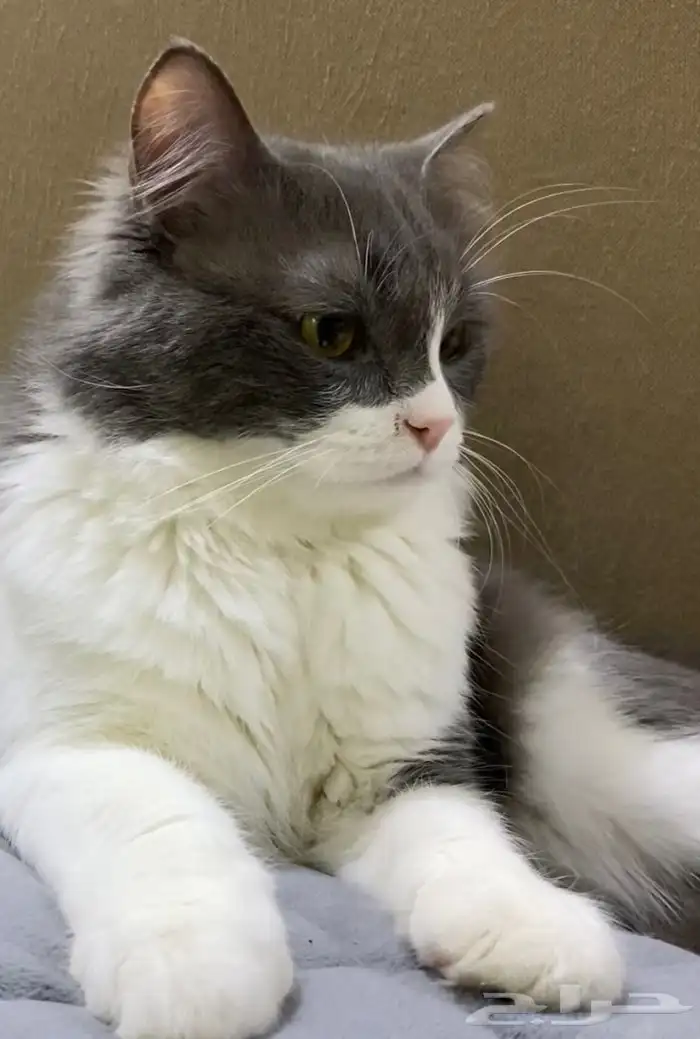 قط بيت اليف ولعوب للبيع 0