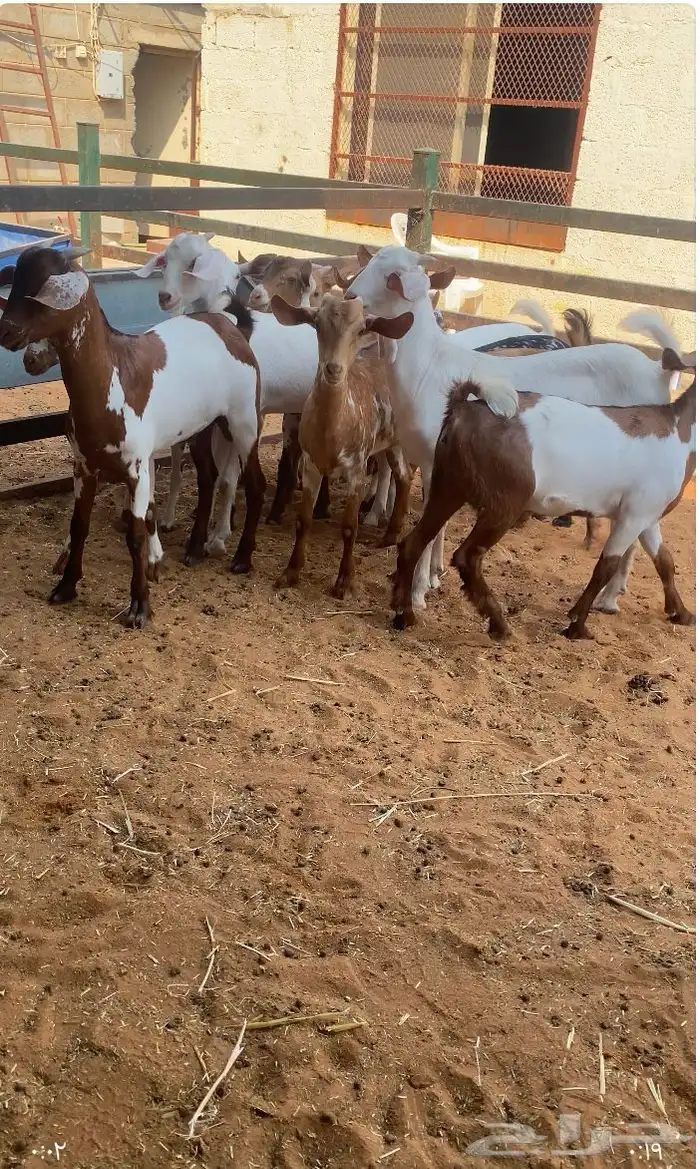 نعيم وتيوس 3