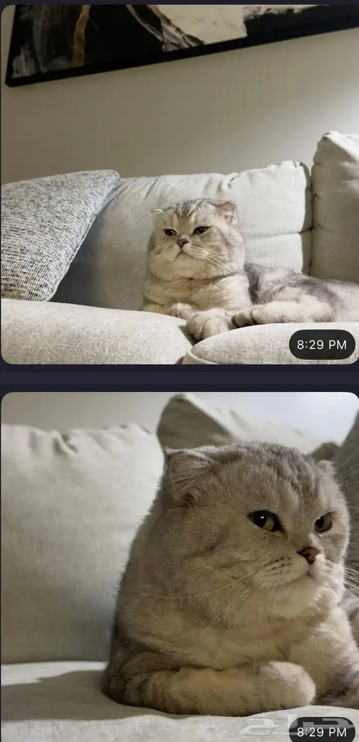 قط سكوتش فولد 6