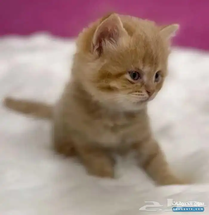 ابي قط تبني 0