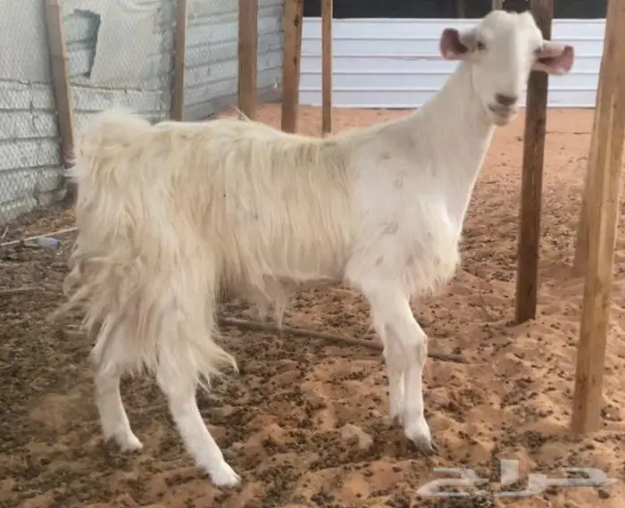 معزه العدد 2 شاميات برص صنف 2