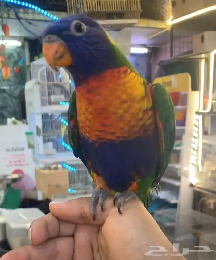 للبيع ببغاء لوري 2