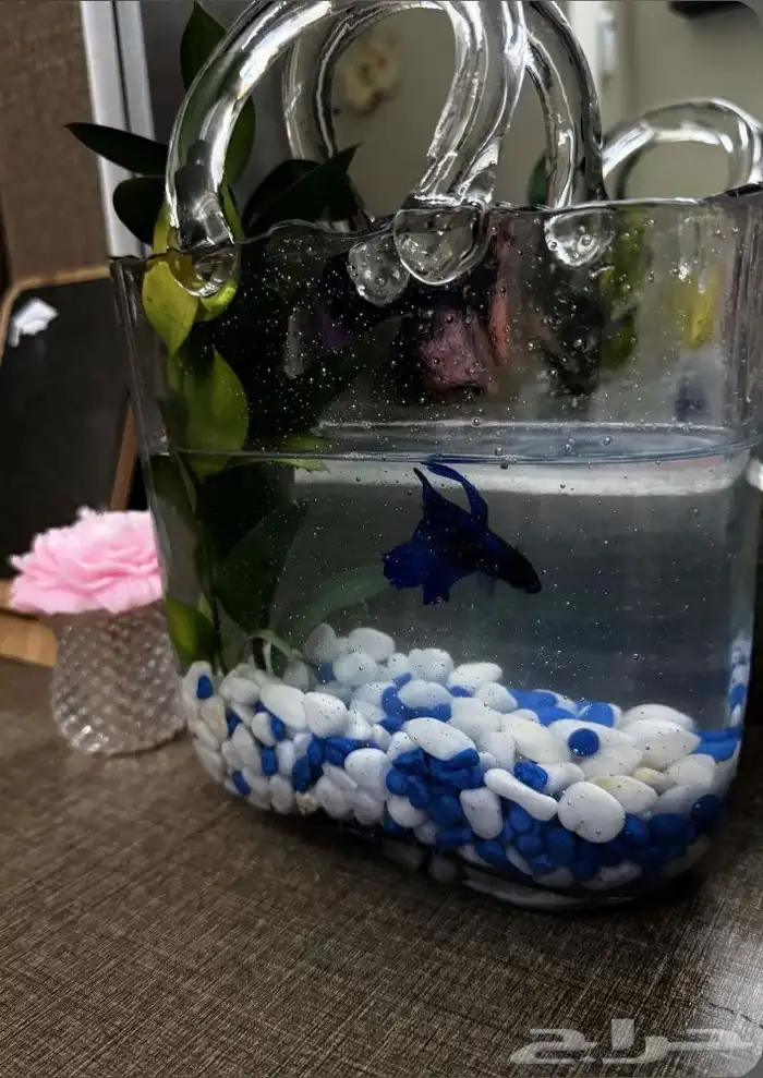 سمكة فايتر للبيع 3