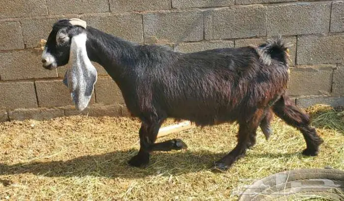 5 معزاء عوارض طيبات بالحيل 0