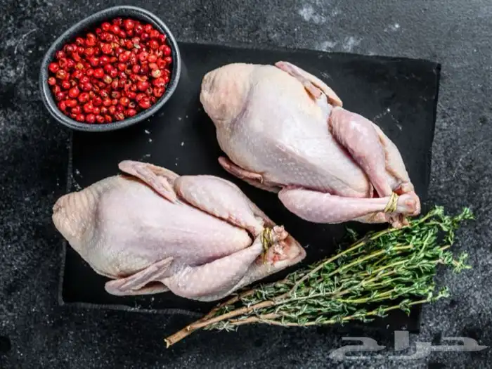 مزارع طائر الرفراف للإنتاج طيور السمان وبيض السمان 7