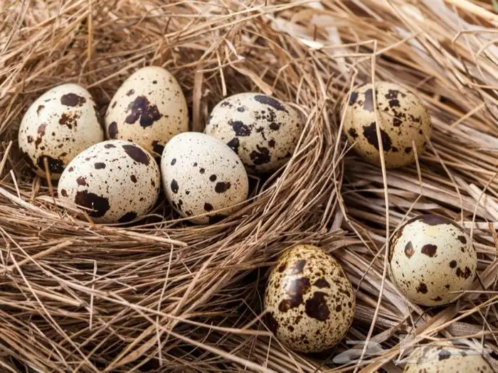 مزارع طائر الرفراف للإنتاج طيور السمان وبيض السمان 3