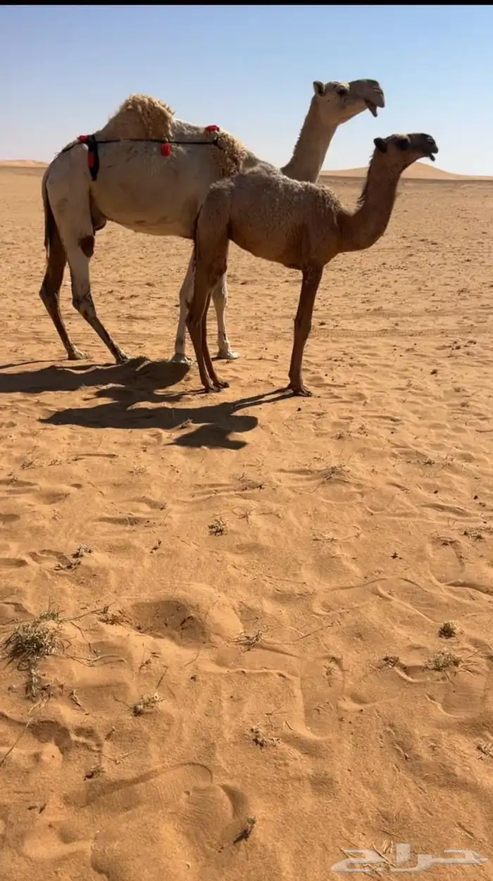 عشرا وضحا كفو طفاح وعدال وهديه وطبعها زين معها حواره فرديه 0
