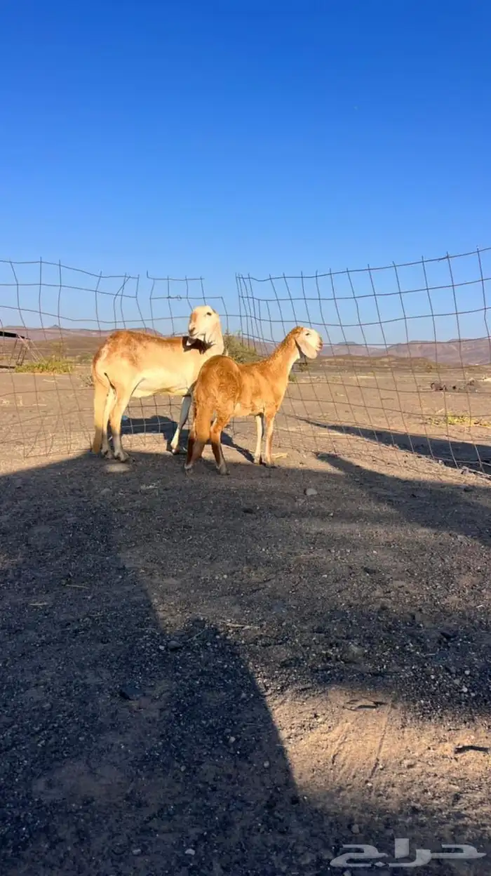 للبيع سواكنيه درمانيه تحتها رخل 0