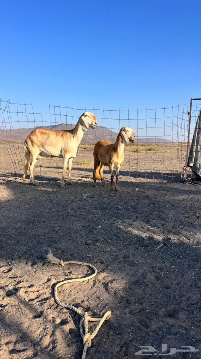 للبيع سواكنيه درمانيه تحتها رخل 1