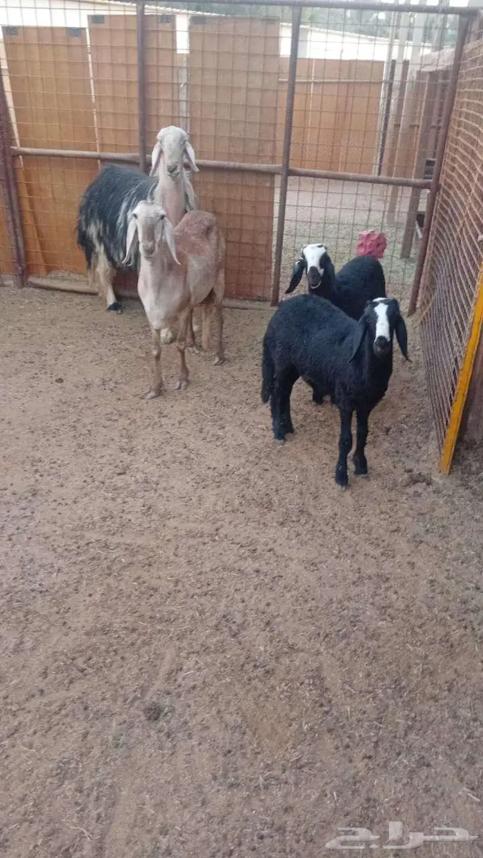 شاه ساكنية معها رحلتين نجد بناتها 1