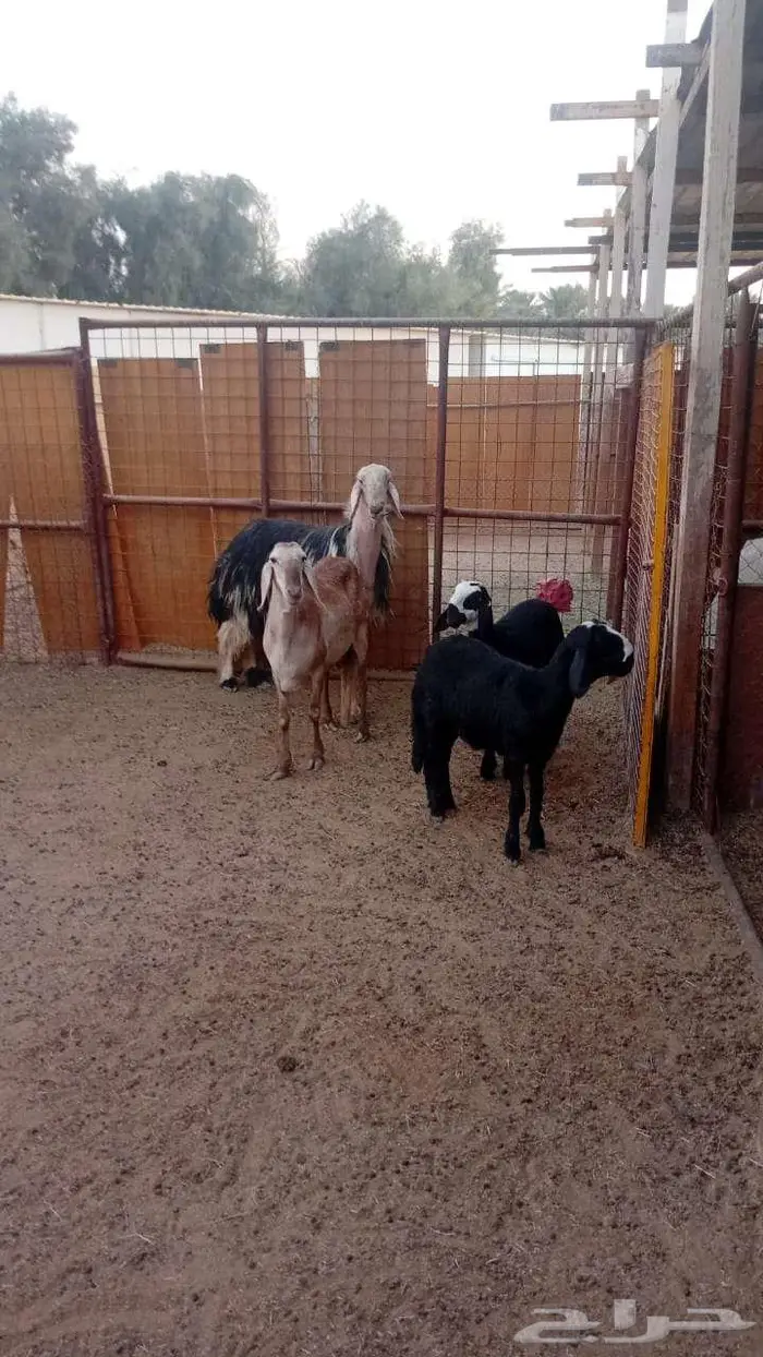 شاه ساكنية معها رحلتين نجد بناتها 3