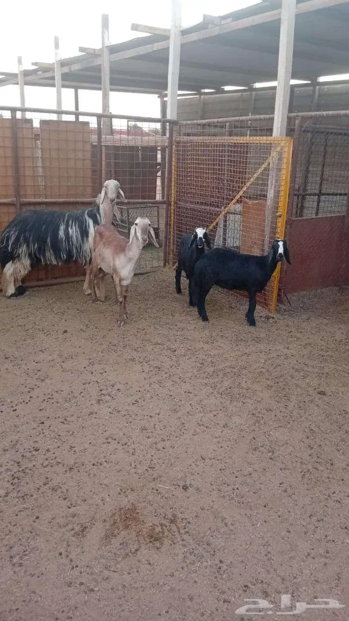 شاه ساكنية معها رحلتين نجد بناتها 2