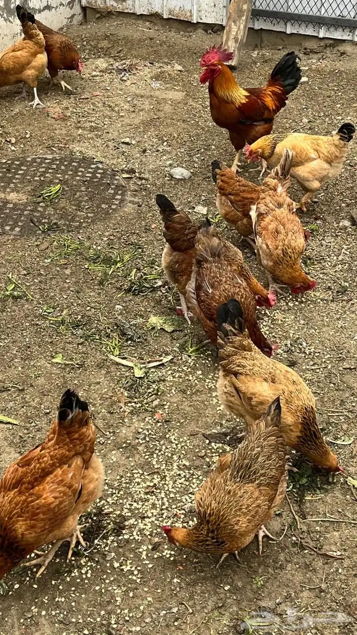 دجاج فرنسي بيور مستوى فخم حجم ارتفاع ترتيب تم البيع 6