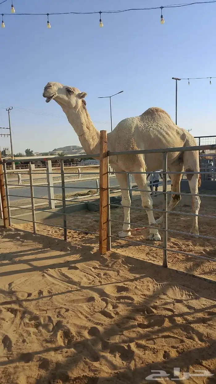 فحل كفو وعشاير ثنتين 1