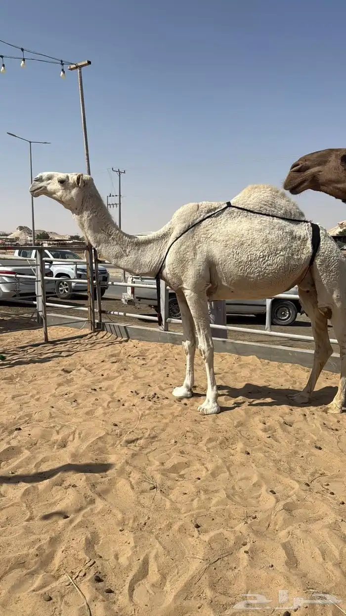 فحل كفو وعشاير ثنتين 4