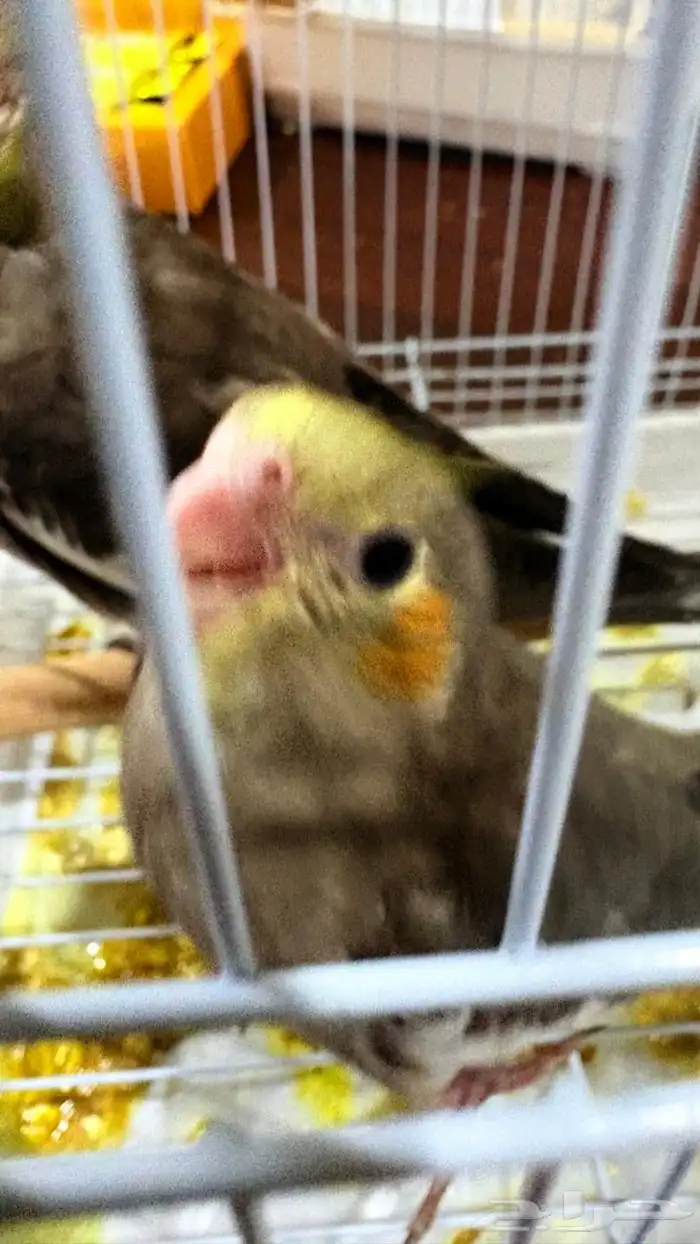 فرخ كروان هولندي 0