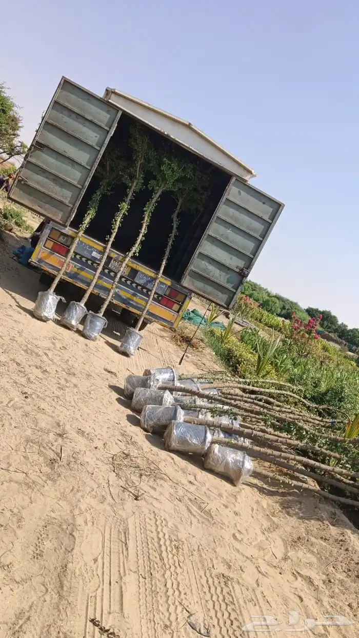 مشتل زراعي لبيع الاشجار بالجملة 0