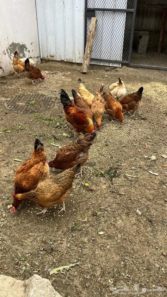 دجاج فرنسي بيور مستوى فخم حجم ارتفاع ترتيب تم البيع 1