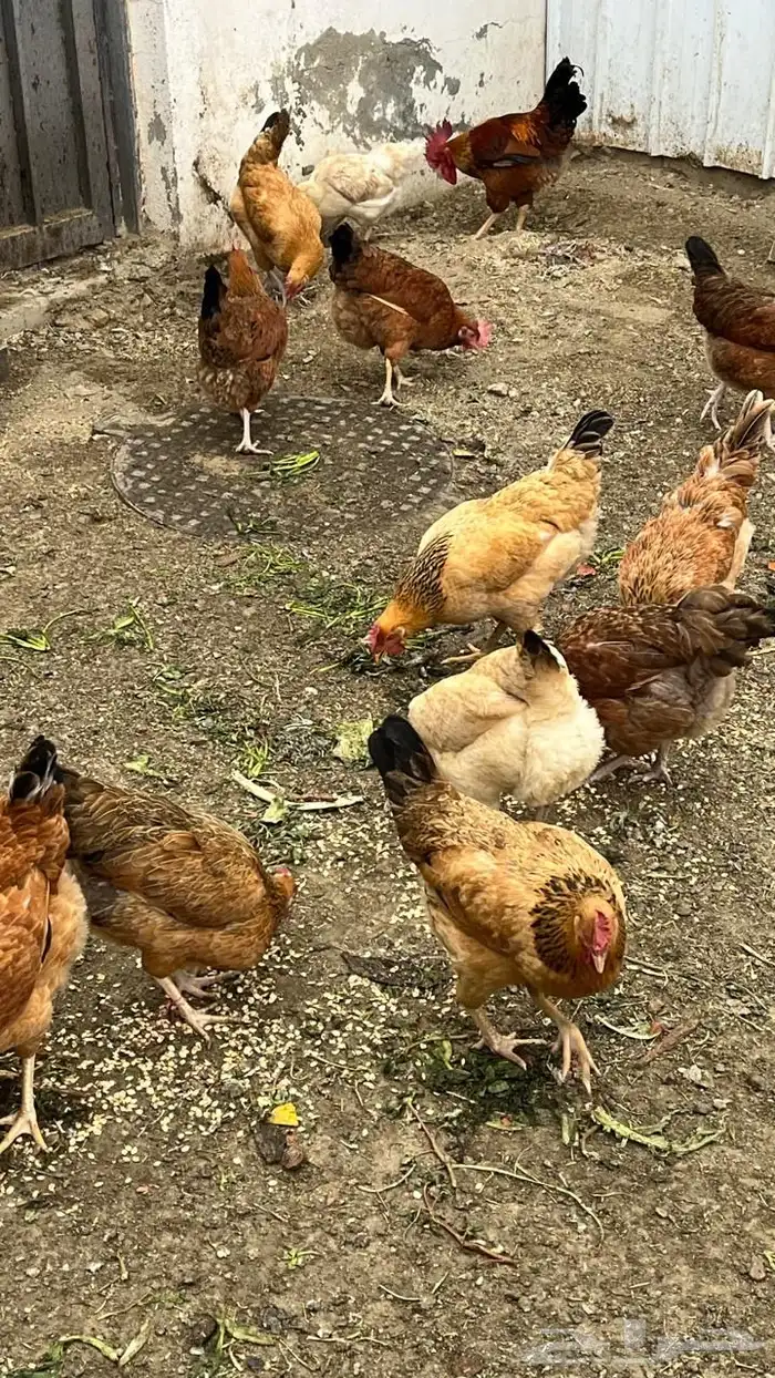 دجاج فرنسي بيور مستوى فخم حجم ارتفاع ترتيب تم البيع 5