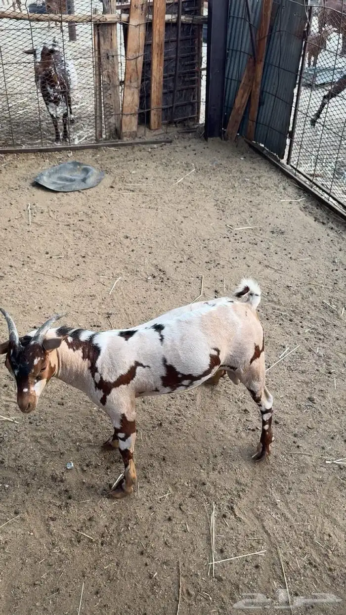 مشروع تيس فحل عماني 0