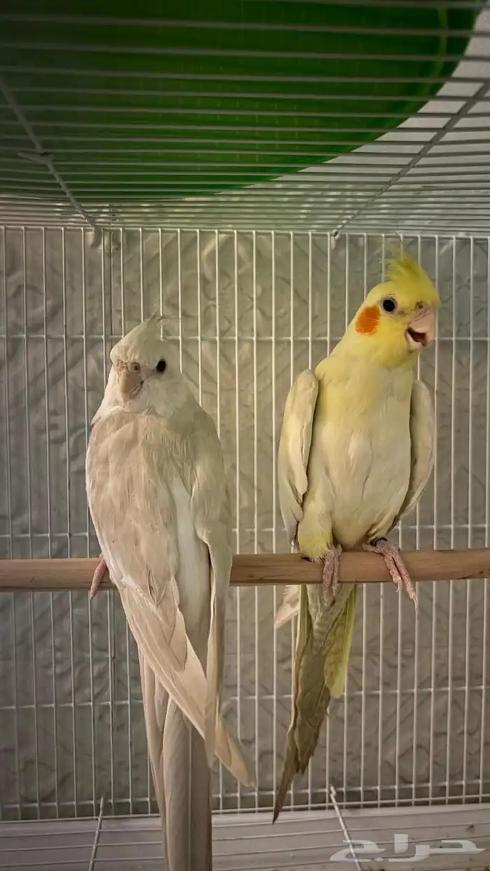 ببغاء كروان للبيع 0