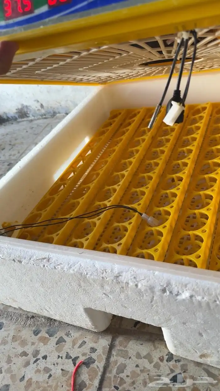 فقاسة بيض 98 بيضه نظيفه 1