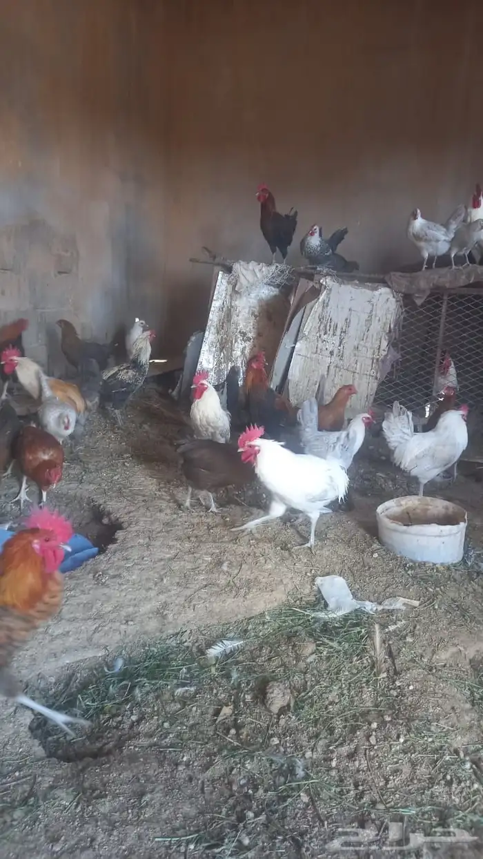 دجاج بلدي وفيومي 0