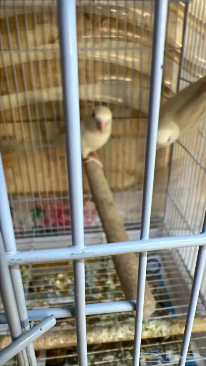 جوزين روز جوز معاه 4 فروخ وجوز معاه 3 فروخ 2