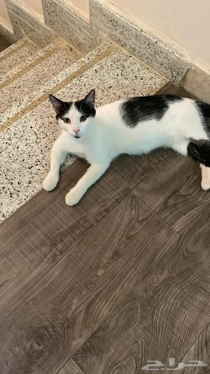 قطط للتبني 0