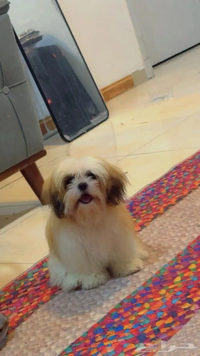 كلبه اليفه 2