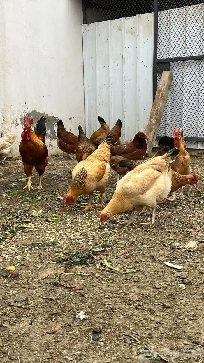 دجاج فرنسي بيور مستوى فخم حجم ارتفاع ترتيب تم البيع 11