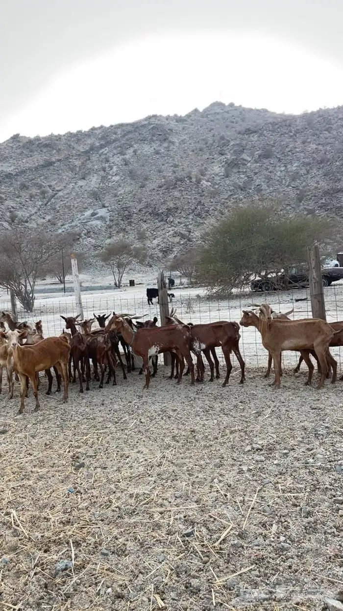 معزا حمر دهم 35 راس حد بيع 310ريال 1