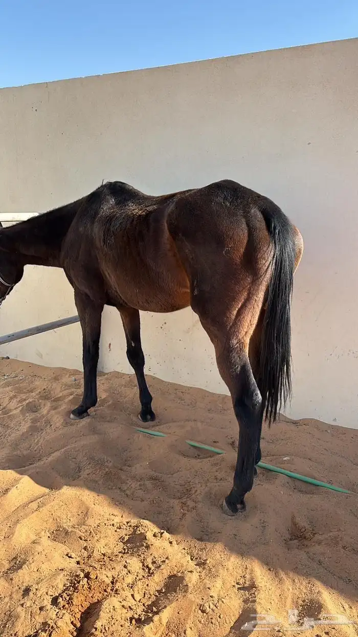 فرس انجليزي 2