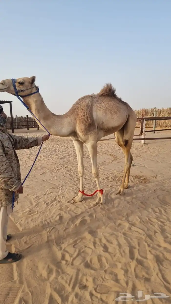 للبيع قعود سبوق هجن 2