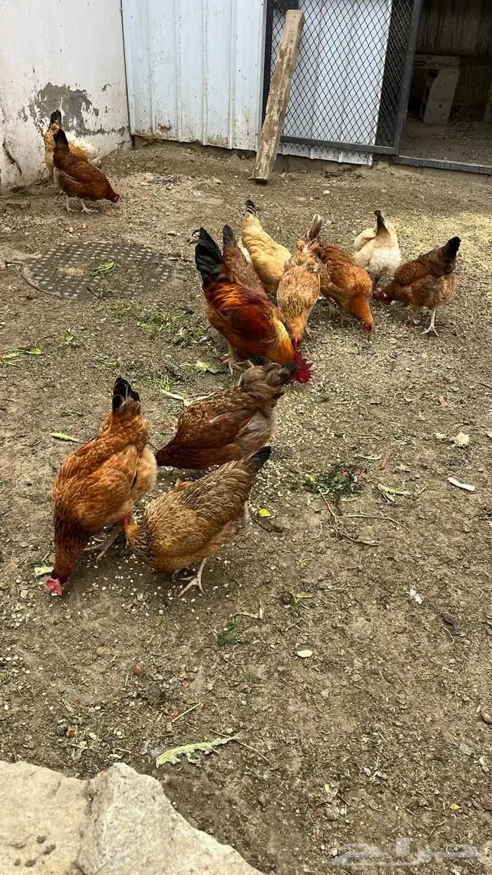 دجاج فرنسي بيور مستوى فخم حجم ارتفاع ترتيب تم البيع 4