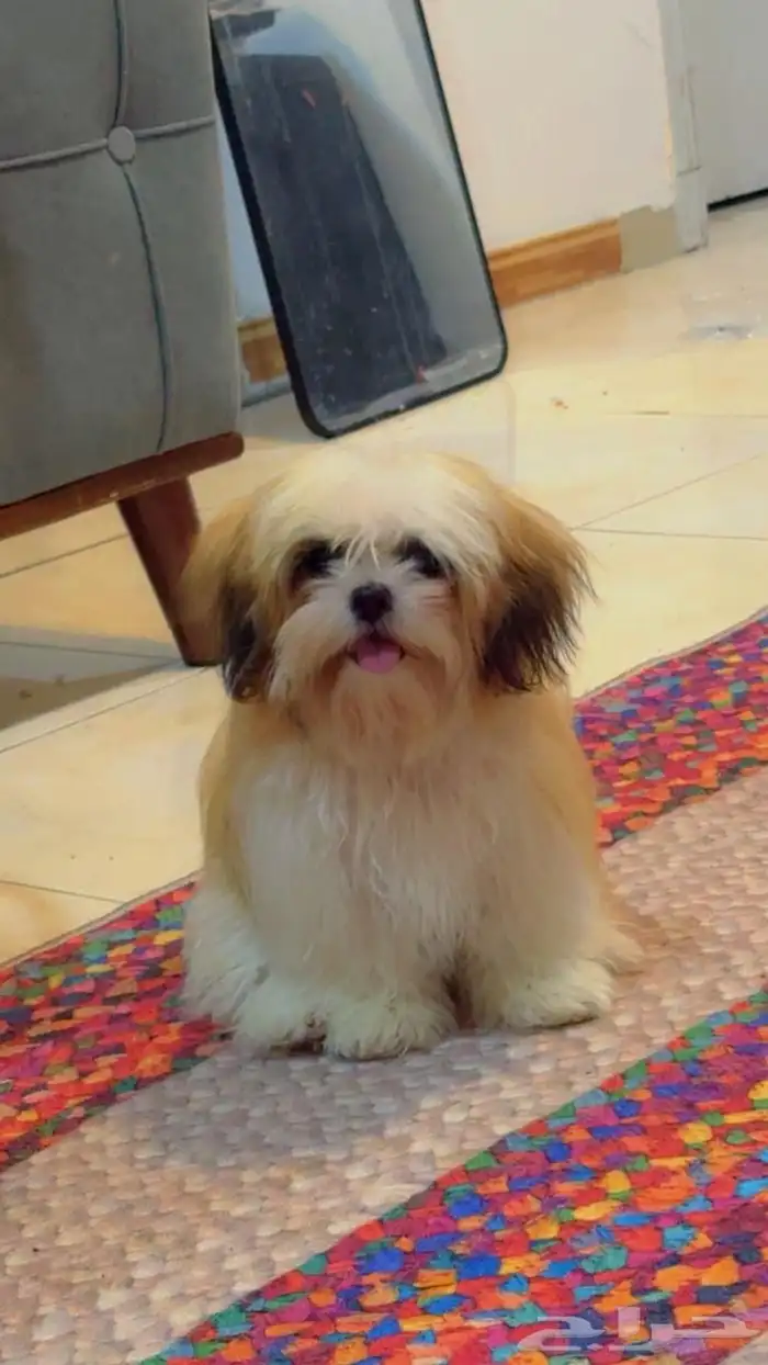 كلبه اليفه 0