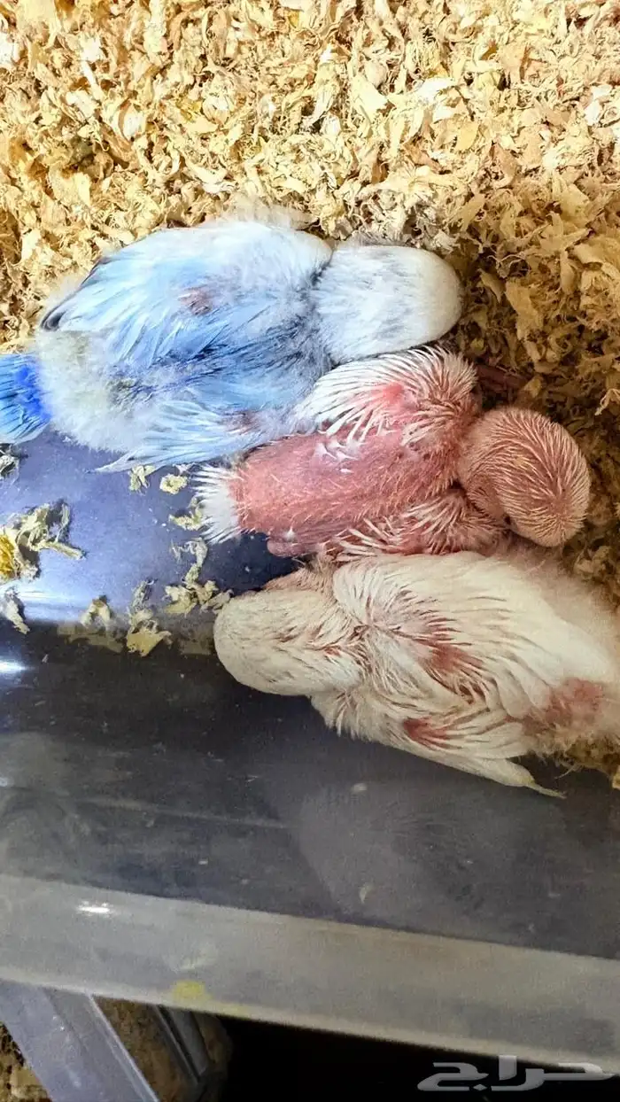 فروخ روز البينو عيون حمر 1