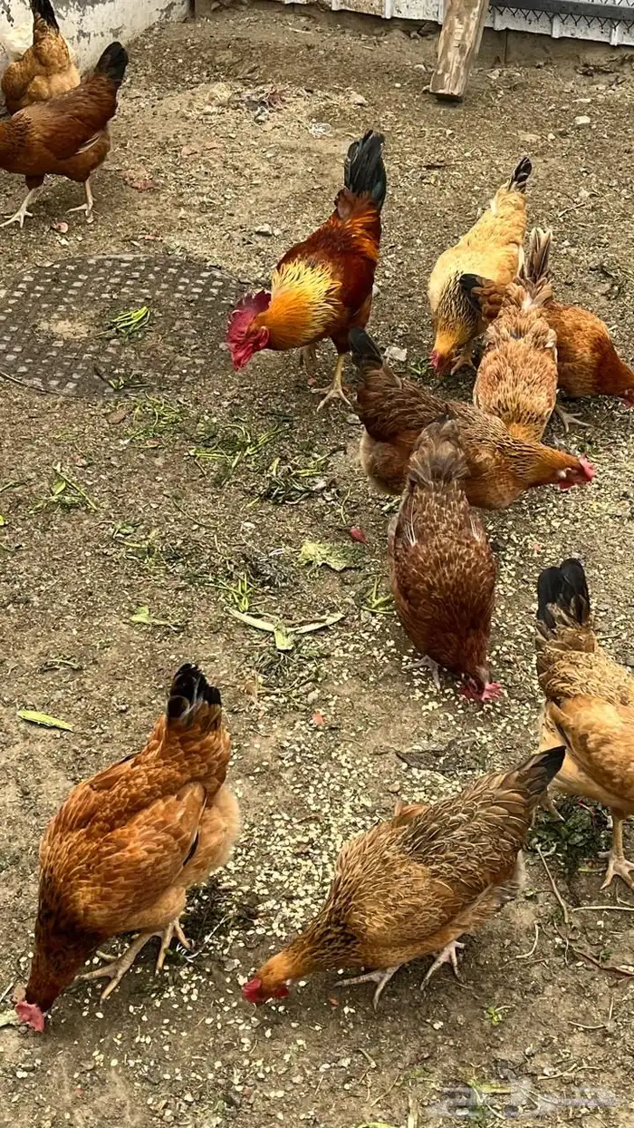 دجاج فرنسي بيور مستوى فخم حجم ارتفاع ترتيب تم البيع 7